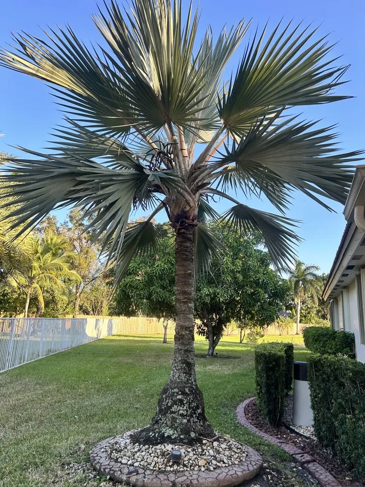 Top-rated yard maintenance for outdoor upgrades in Davie, FL by Saveurs Landscape & Design