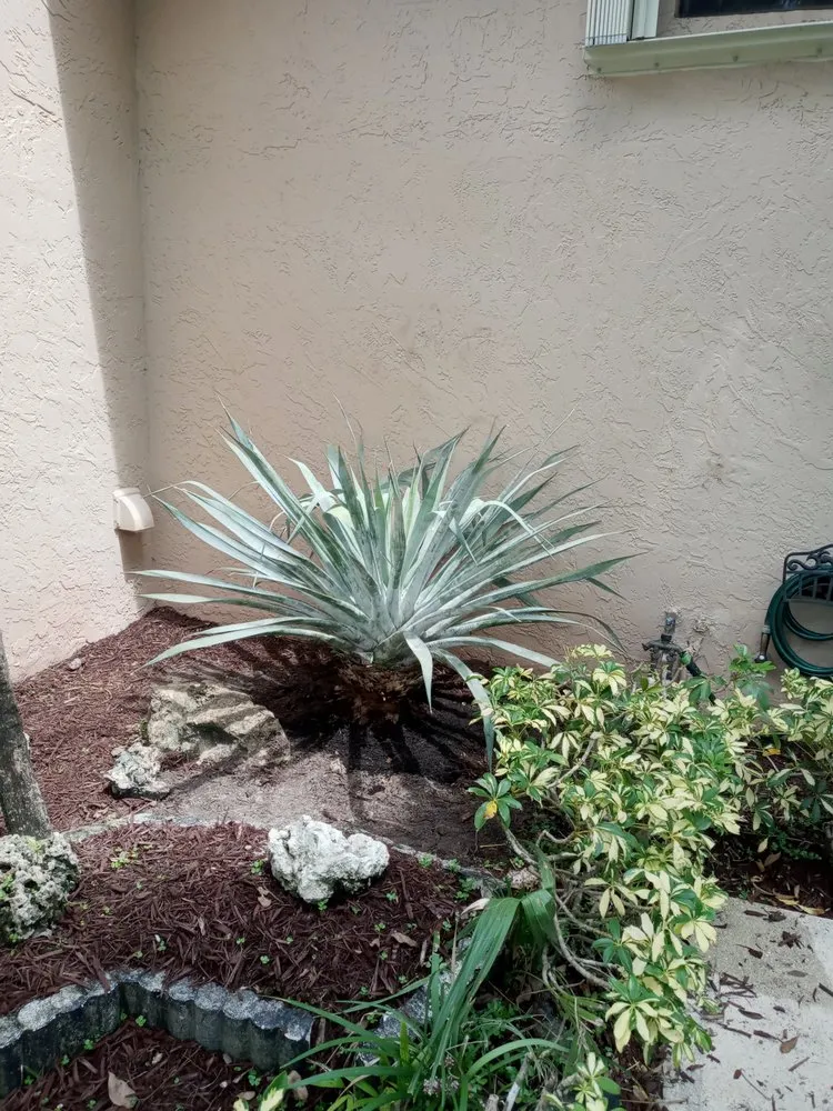 Expert yard maintenance for beautiful yards in Davie, FL by Saveurs Landscape & Design