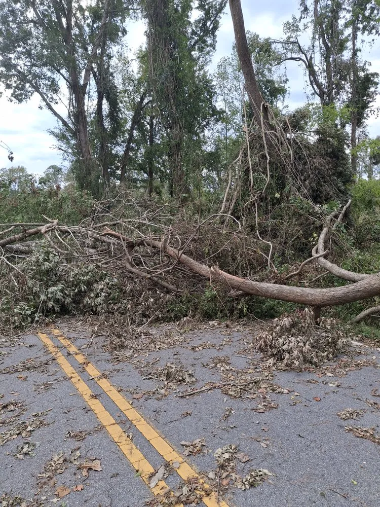 Top-rated yard cleanup service experts serving Myrtle Beach, SC - Saving Grace Tree & Landscape