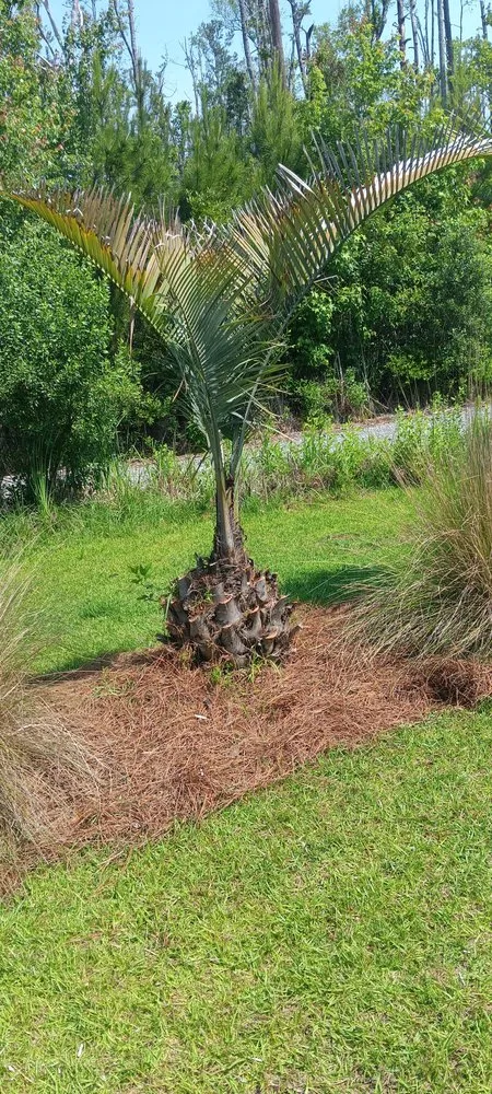 Top-rated landscape installation for year-round maintenance in Myrtle Beach, SC by Saving Grace Tree & Landscape