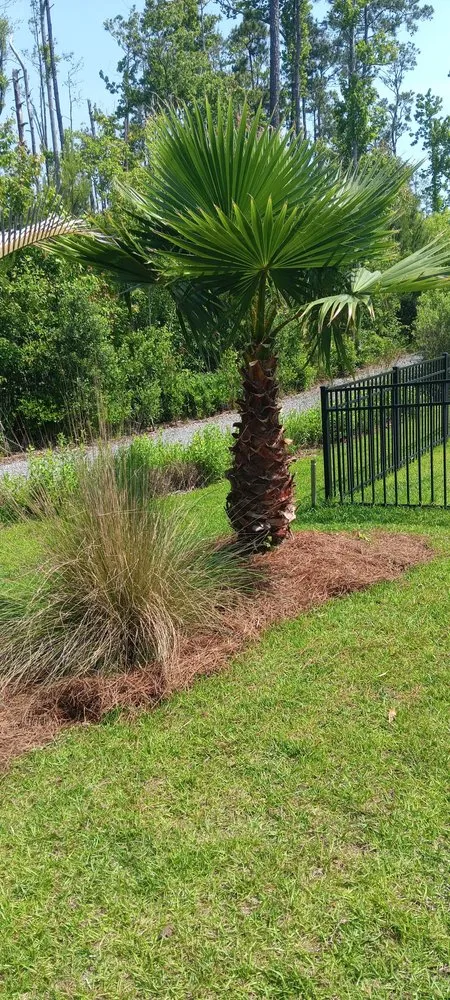 Custom lawn mowing service for year-round maintenance in Myrtle Beach, SC by Saving Grace Tree & Landscape