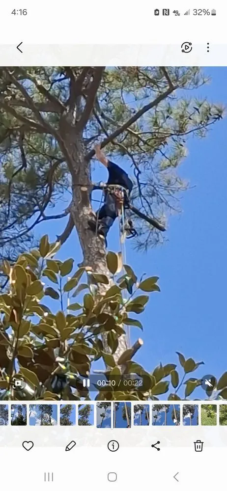 Local lawn care service in Myrtle Beach, SC - Saving Grace Tree & Landscape