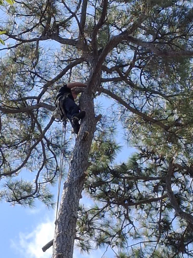 Affordable lawn mowing service experts serving Myrtle Beach, SC - Saving Grace Tree & Landscape