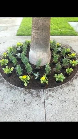 Reliable landscape design in Fresno, CA by Saving Green