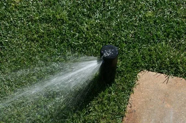 Top-rated yard cleanup service in Fresno, CA - Saving Green