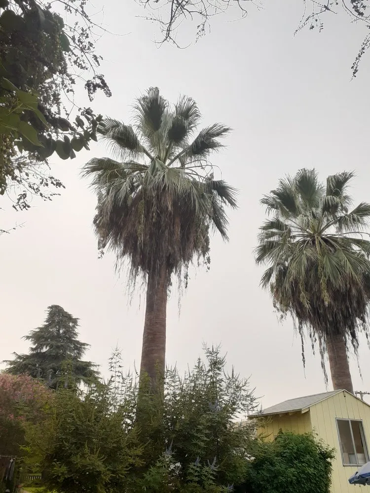 Professional residential landscaping for beautiful yards across Grover Beach, CA - Saving Green