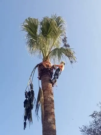 Top-rated landscape design with custom design across Grover Beach, CA - Saving Green