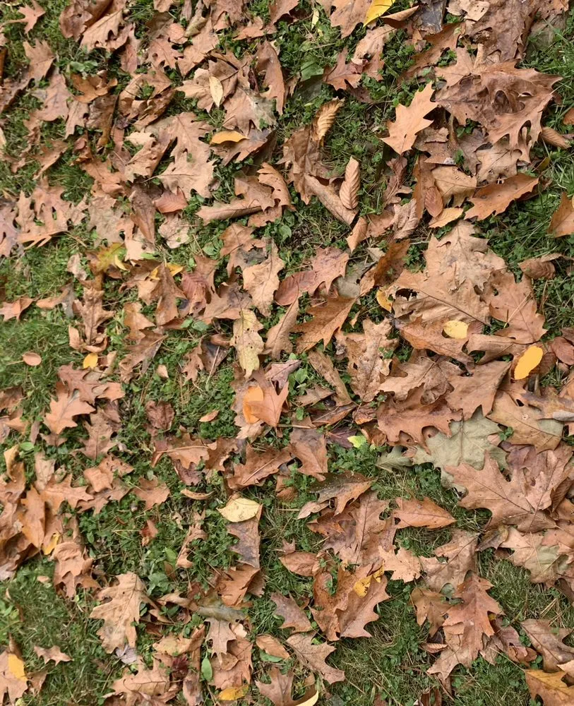 Trusted lawn care service for residential properties in Rutland, MA by Saving Thyme Landscape & Design