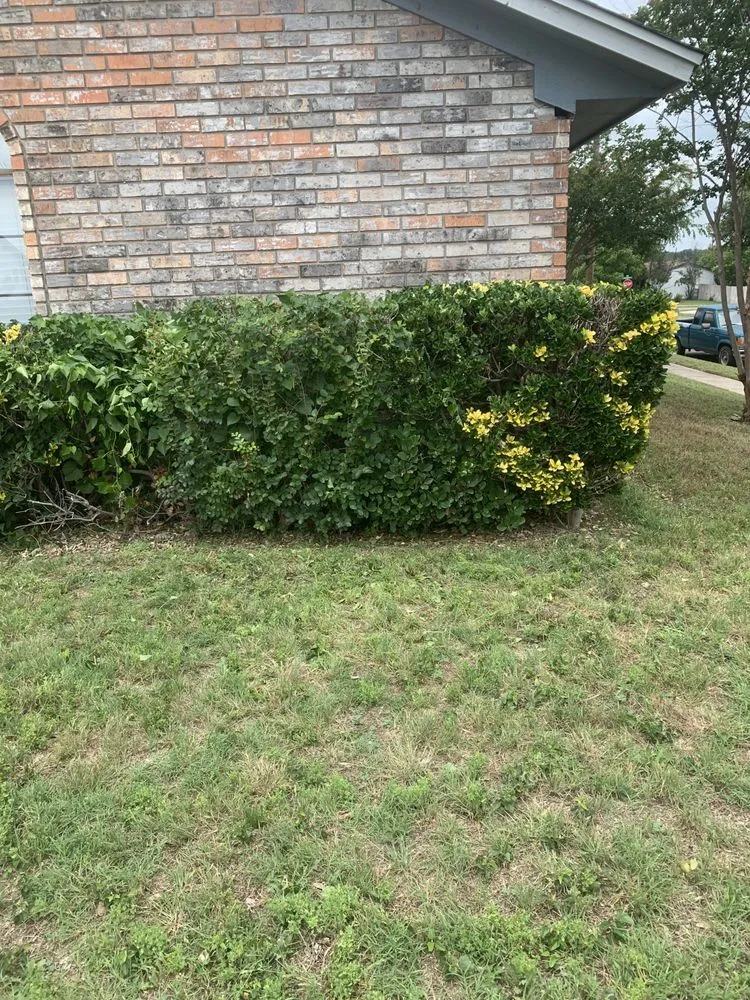 Local lawn mowing service experts serving Copperas Cove, TX - Savola Lawn Care