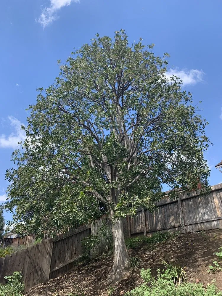 Reliable lawn mowing service for outdoor upgrades across Brea, CA - Savosh Tree & Landscape Service