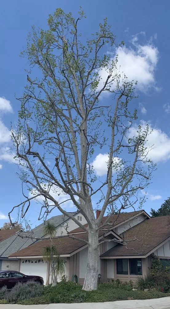 Affordable yard cleanup service with custom design in Brea, CA by Savosh Tree & Landscape Service