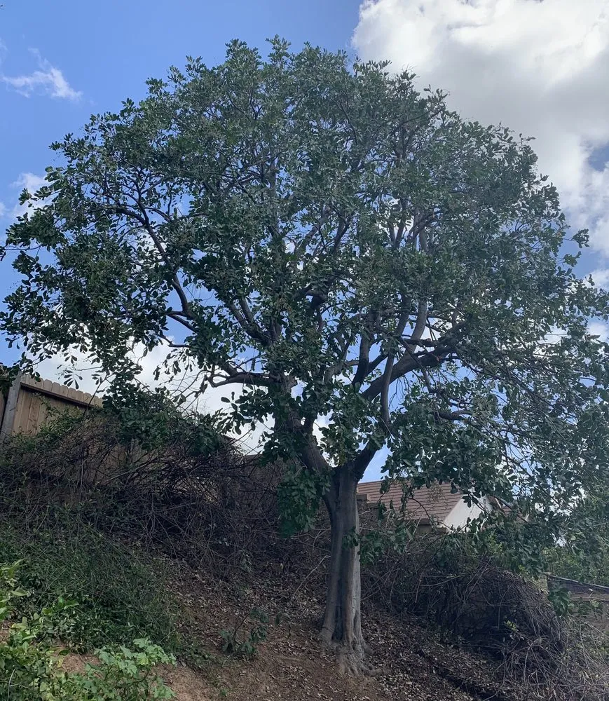 Reliable outdoor landscaping for residential properties in Brea, CA by Savosh Tree & Landscape Service