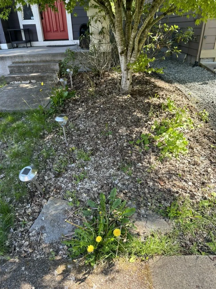 Custom lawn care service in Federal Way, WA by Savvy Landscape & Design