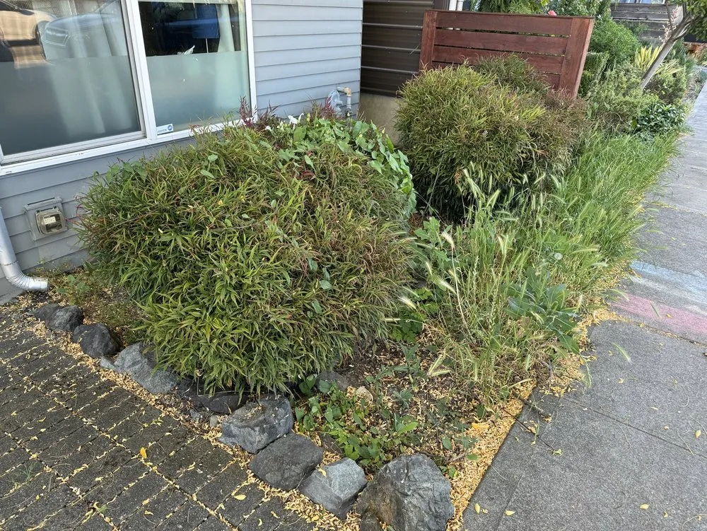 Top-rated yard cleanup service experts serving Federal Way, WA - Savvy Landscape & Design