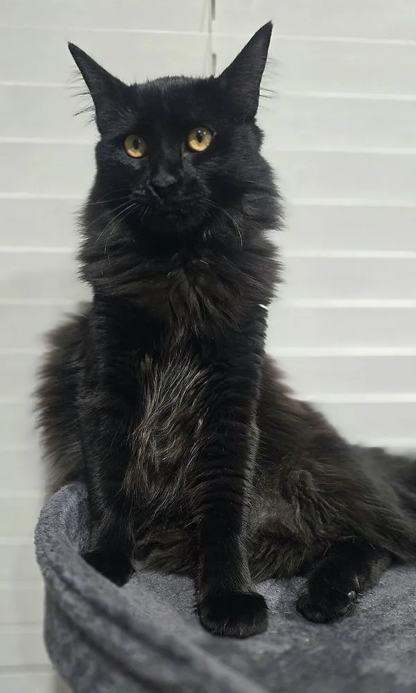 Custom landscape installation in Jamestown, CA by Savvy Outdoor Services