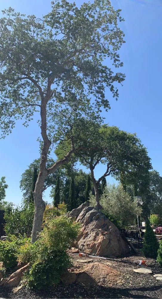 Reliable landscape design in Jamestown, CA by Savvy Outdoor Services