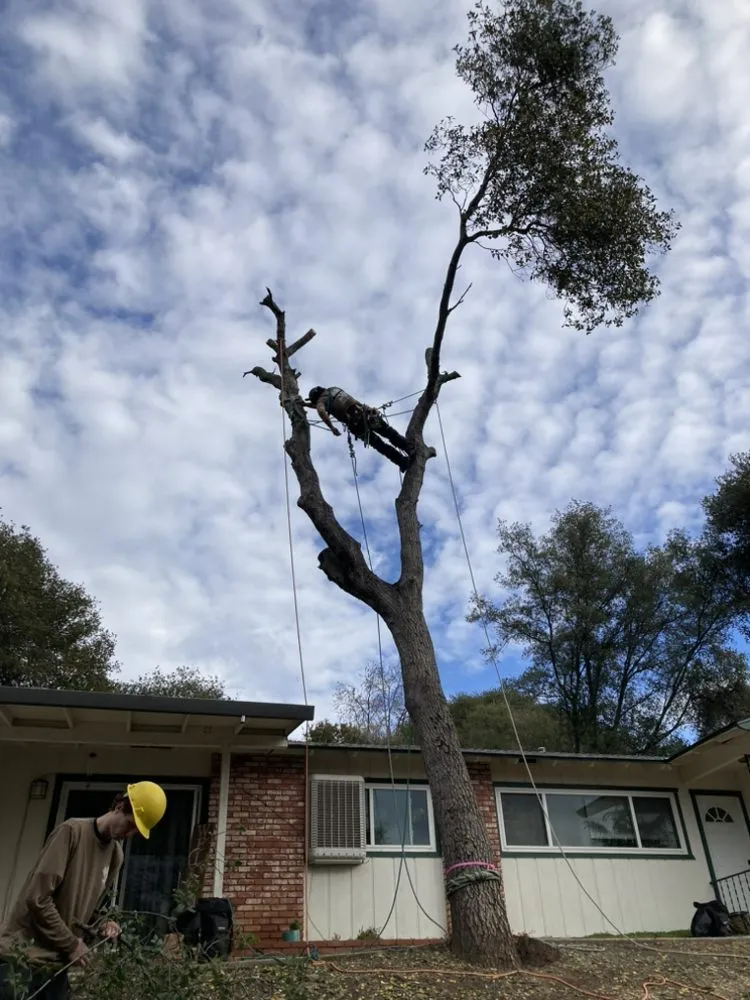 Reliable yard cleanup service in Jamestown, CA by Savvy Outdoor Services