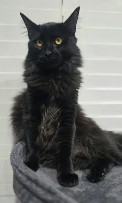 Savvy Outdoor Services