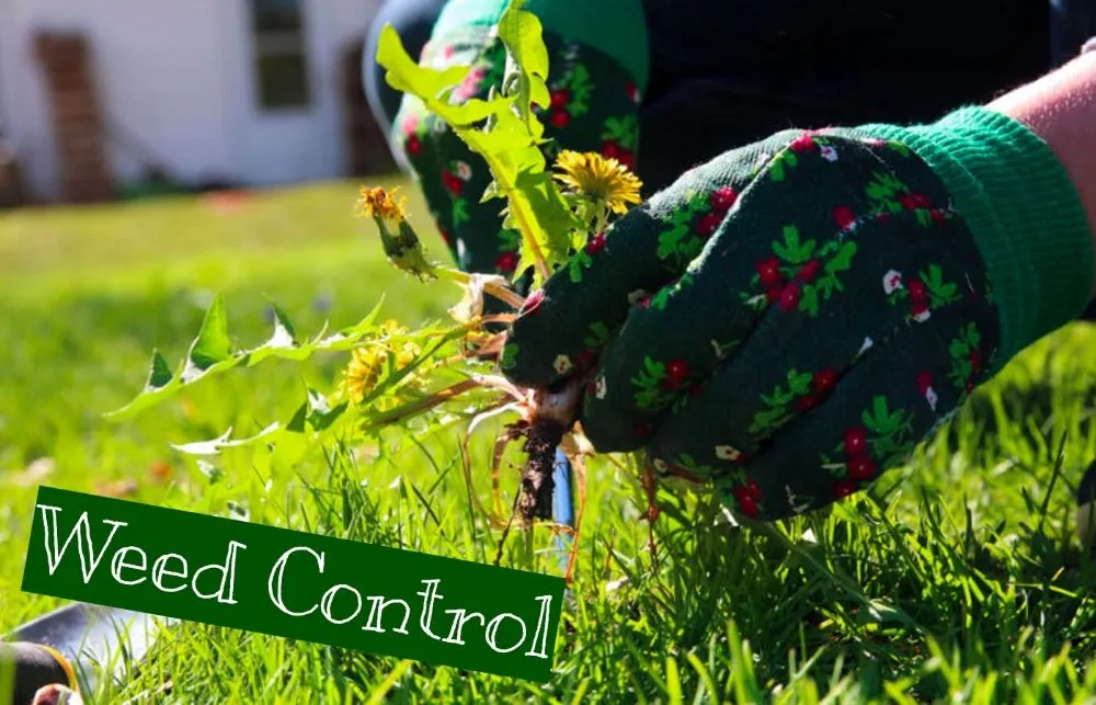 Expert lawn care service in Portland, OR - Saw Dogs PDX