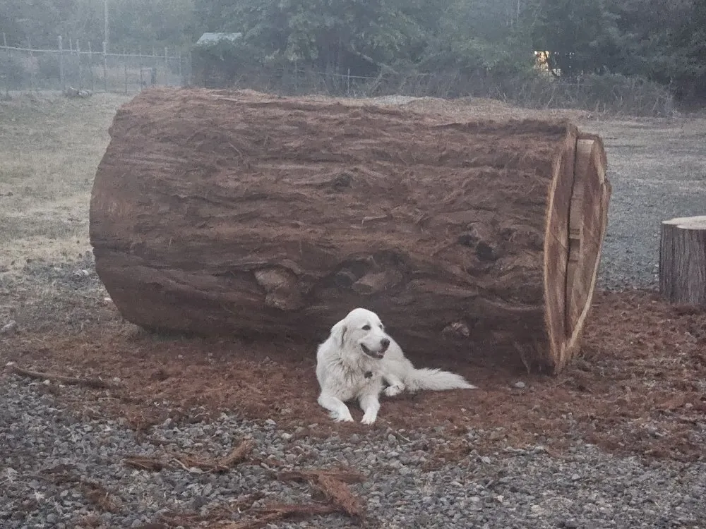 Reliable outdoor landscaping near you in Portland, OR by Saw Dogs PDX