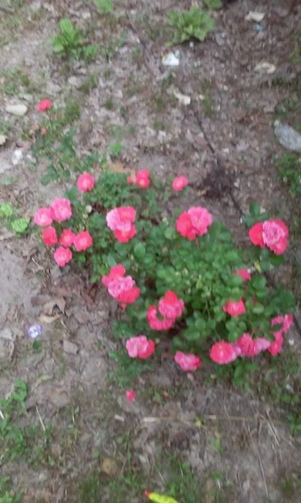 Trusted yard cleanup service for year-round maintenance in Arab, AL by Saws Of Honor Tree And Lawn Service