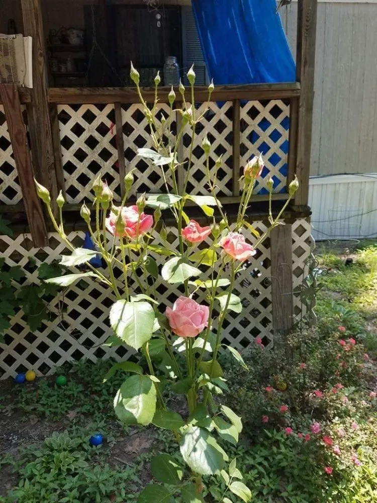 Top-rated lawn mowing service in Arab, AL - Saws Of Honor Tree And Lawn Service