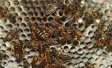 Affordable yard cleanup service in Twin Falls, ID by Sawtooth Spraying Service