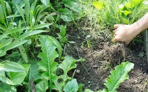 Expert lawn mowing service experts serving Twin Falls, ID - Sawtooth Spraying Service