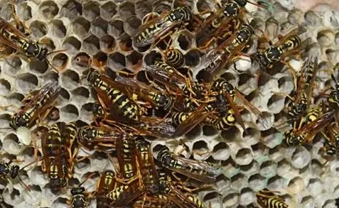 Affordable landscaping services near you across Twin Falls, ID - Sawtooth Spraying Service