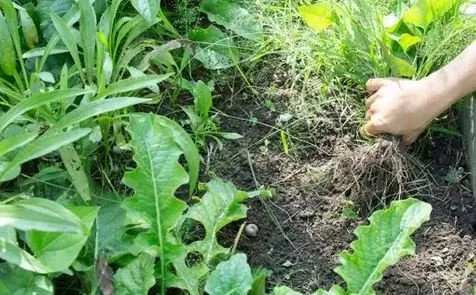 Local lawn care service for outdoor upgrades in Twin Falls, ID by Sawtooth Spraying Service