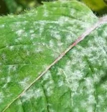 Top-rated garden landscaping in Twin Falls, ID - Sawtooth Spraying Service