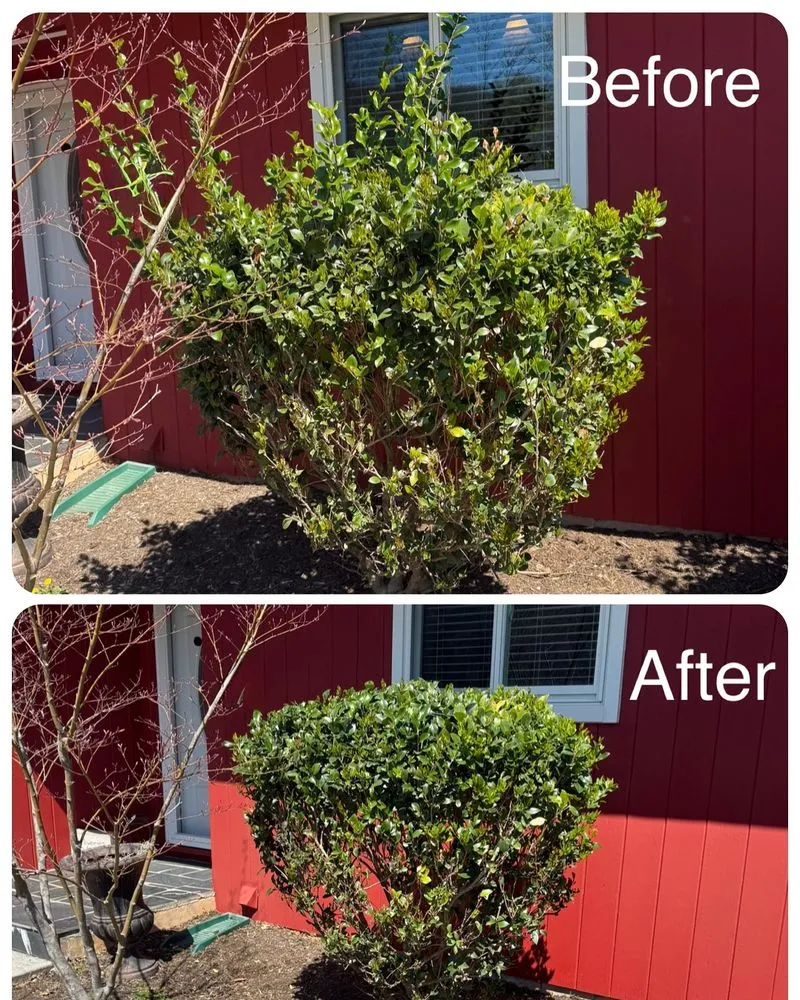 Expert yard cleanup service in Cave Spring, VA by Sawyer Lawncare