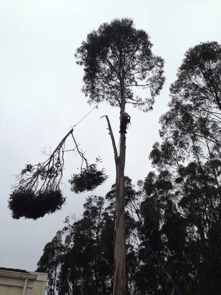 Top-rated yard cleanup service in Ben Lomond, CA by Sawyer Tree and Yard