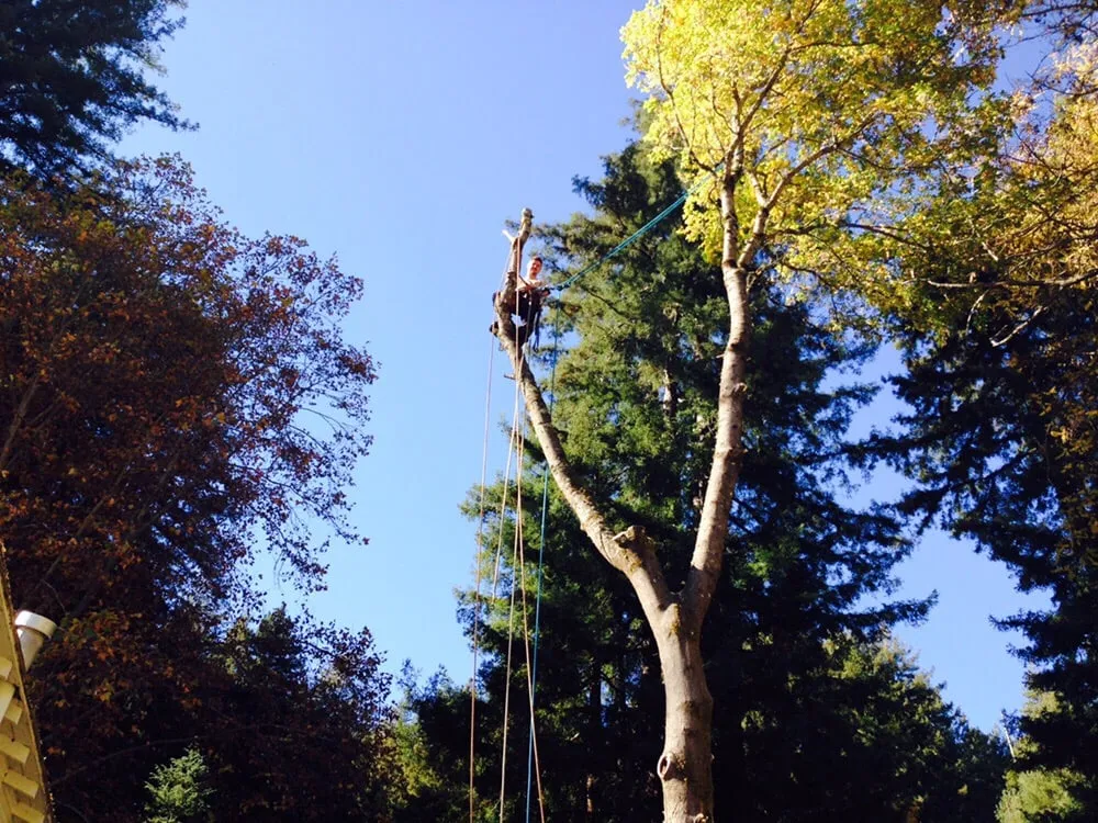 Affordable yard cleanup service experts serving Ben Lomond, CA - Sawyer Tree and Yard