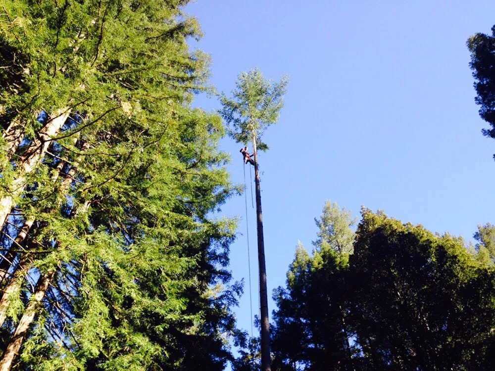 Local garden landscaping in Ben Lomond, CA - Sawyer Tree and Yard