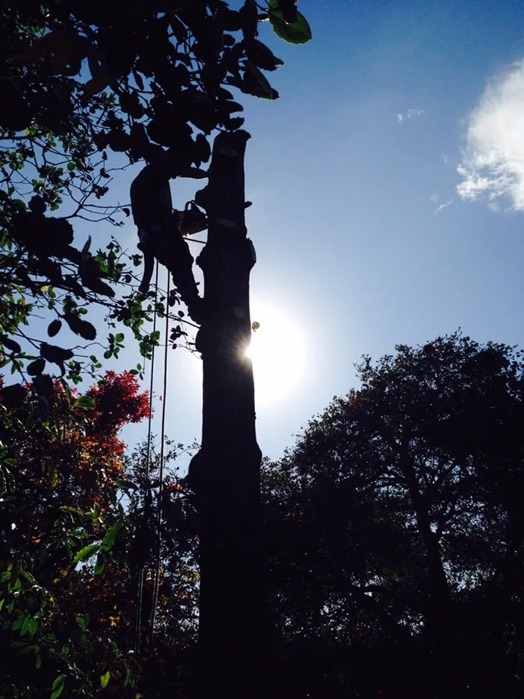 Affordable yard maintenance experts serving Ben Lomond, CA - Sawyer Tree and Yard