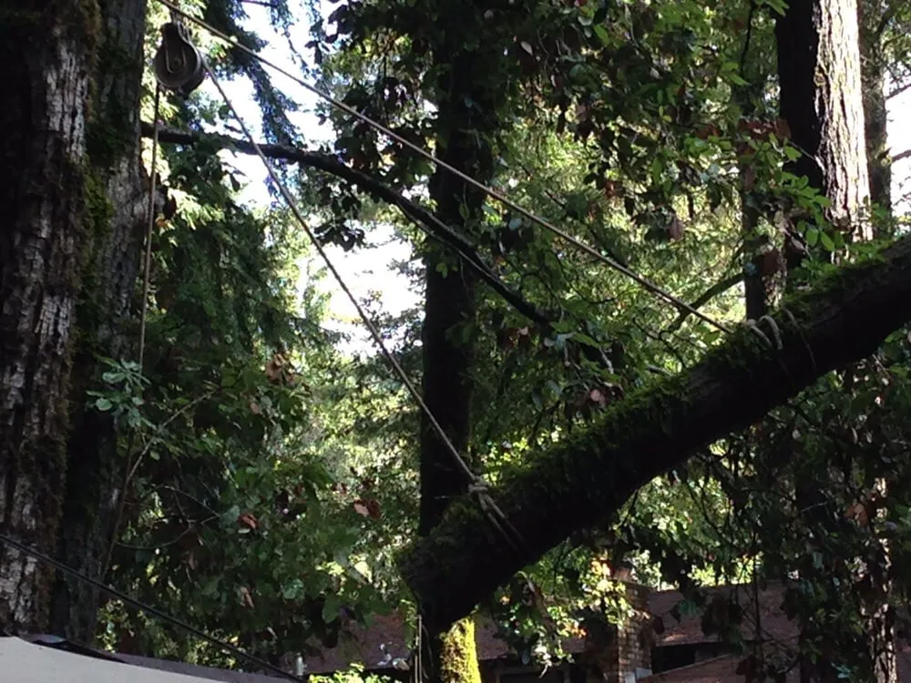 Top-rated residential landscaping for year-round maintenance across Ben Lomond, CA - Sawyer Tree and Yard