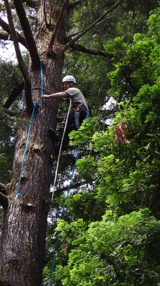Expert garden landscaping experts serving Ben Lomond, CA - Sawyer Tree and Yard
