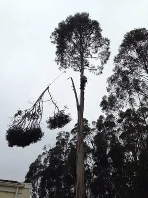 Sawyer Tree and Yard