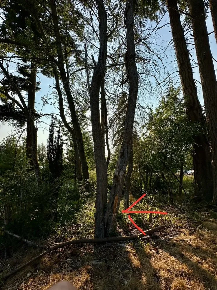 Professional landscaping services in Vashon, WA - Sawyers Landscaping and Tree Removal