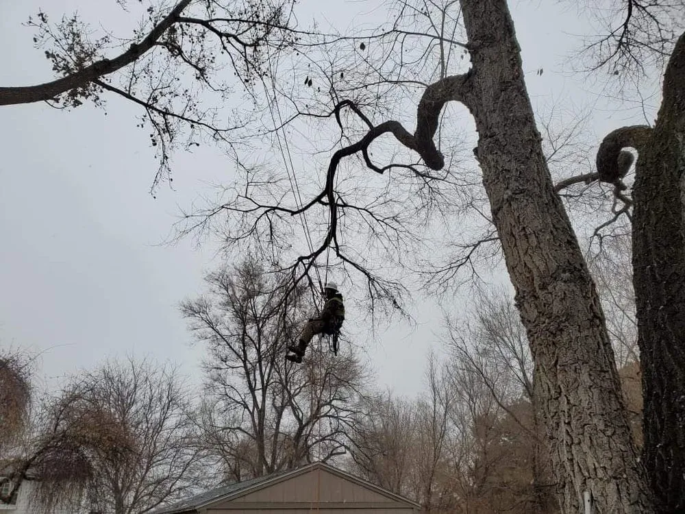 Custom yard maintenance experts serving Taylorsville, UT - Sawyer's Tree Service