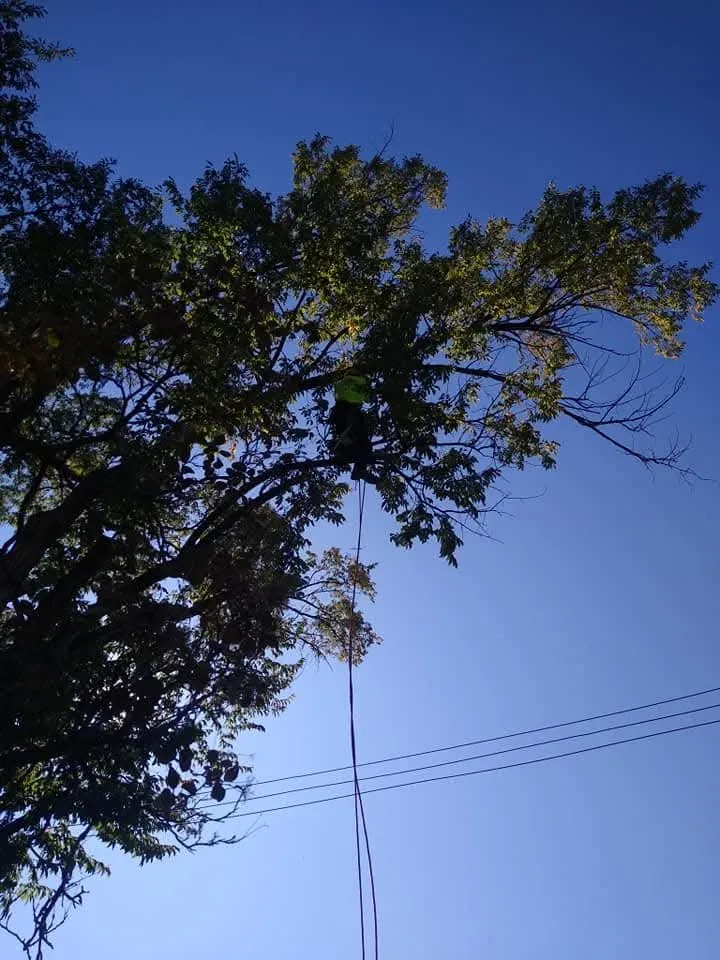 Expert yard cleanup service experts serving Taylorsville, UT - Sawyer's Tree Service