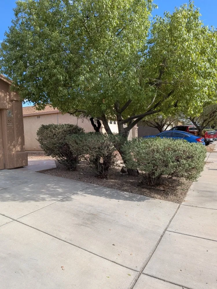 Trusted outdoor landscaping in Tucson, AZ - Say Less Cleaning and Landscape