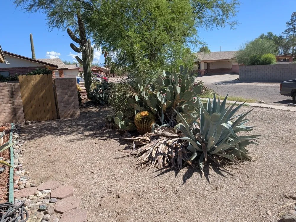 Expert yard cleanup service for beautiful yards in Tucson, AZ by Say Less Cleaning and Landscape