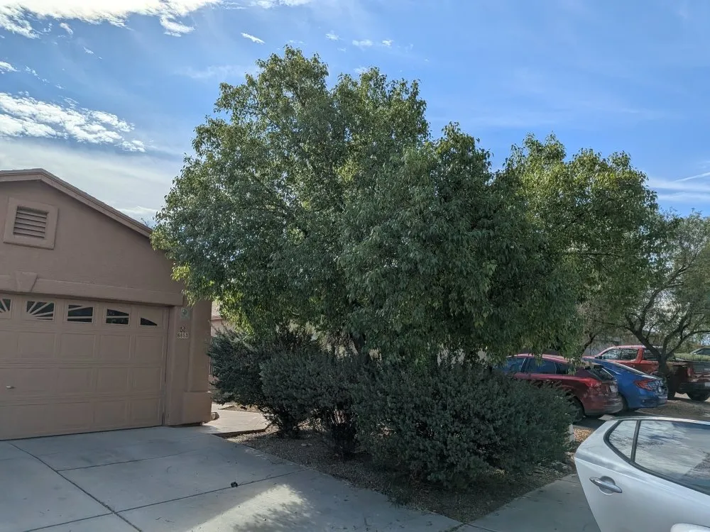 Local landscaping services for year-round maintenance across Tucson, AZ - Say Less Cleaning and Landscape