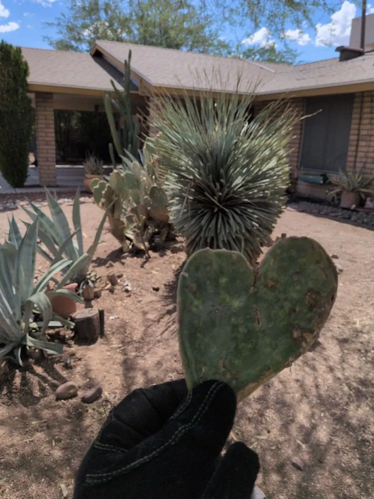 Professional residential landscaping in Tucson, AZ - Say Less Cleaning and Landscape