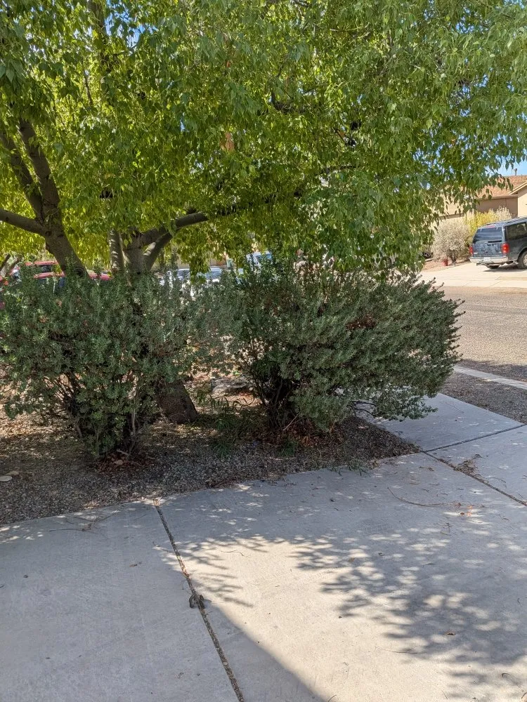 Custom outdoor landscaping near you across Tucson, AZ - Say Less Cleaning and Landscape