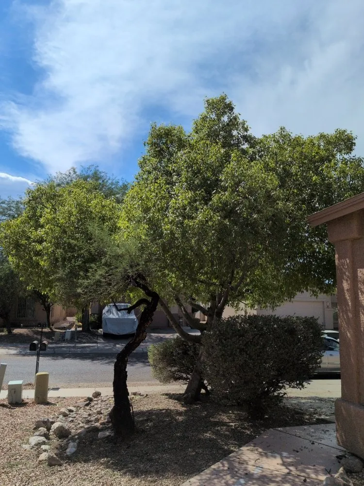 Reliable lawn care service in Tucson, AZ - Say Less Cleaning and Landscape