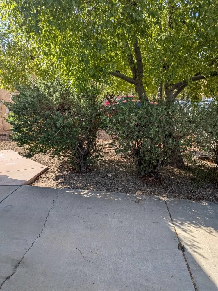 Top-rated landscape design for residential properties across Tucson, AZ - Say Less Cleaning and Landscape