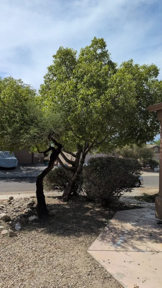 Reliable landscape installation for year-round maintenance in Tucson, AZ by Say Less Cleaning and Landscape